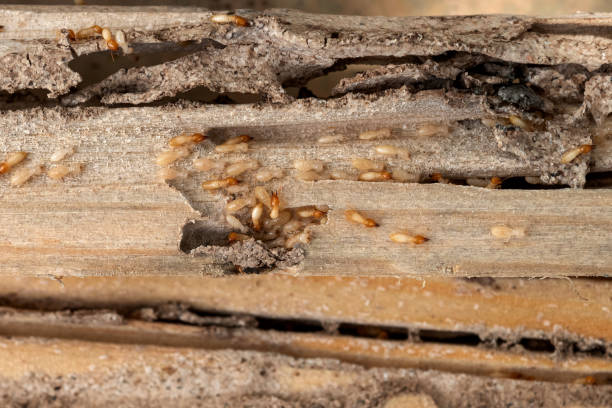 Best Affordable Pest Control Services  in Stamps, AR